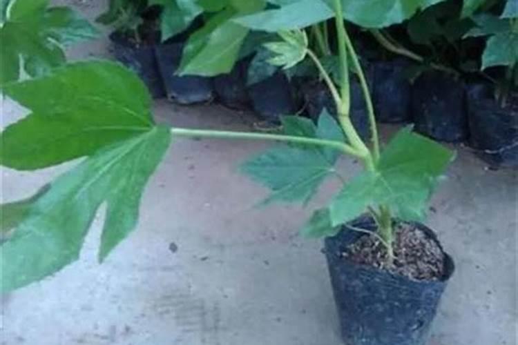 八角金盘适合什么肥料