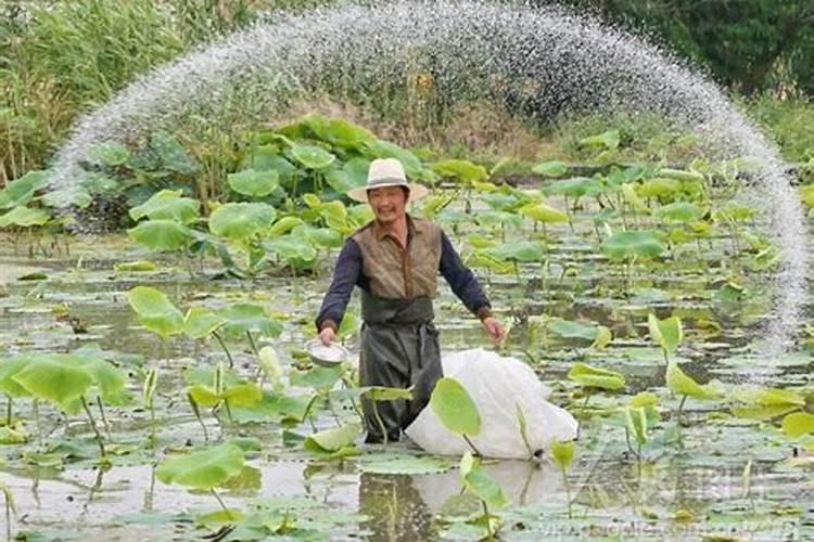 科学施肥才能高产,种植莲藕怎么合理施肥？