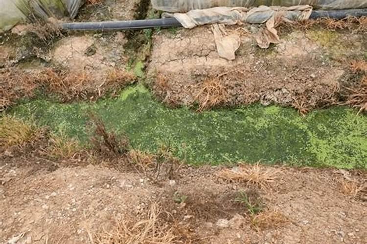 水溶肥 欧神水溶性硫酸钾 水溶肥 水溶肥