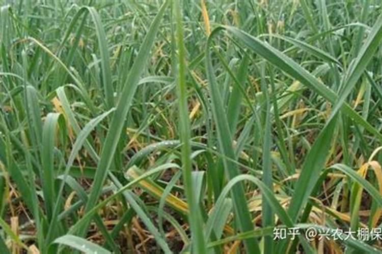 大蒜需要锌和硼肥吗？