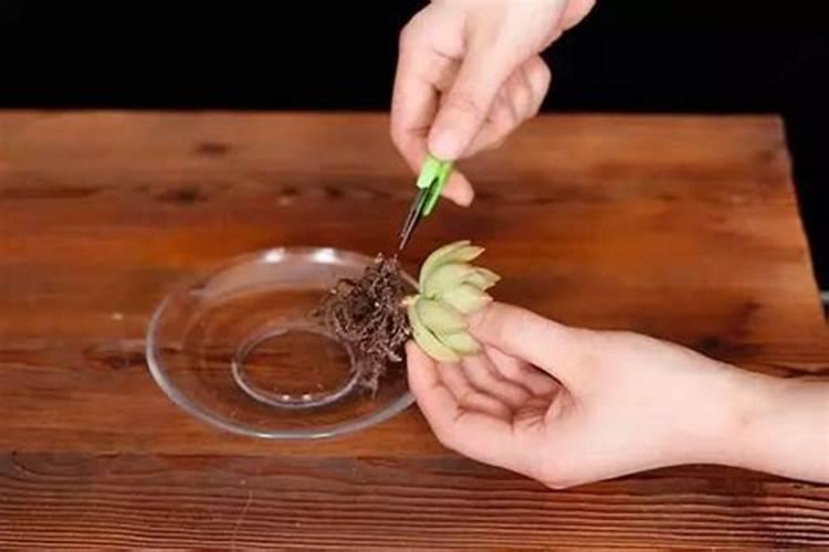 多肉换盆后多久可以施肥