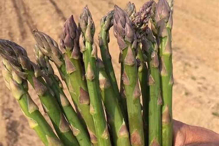 最近听说了一家叫祥云股份的肥料公司,他们家怎么样？