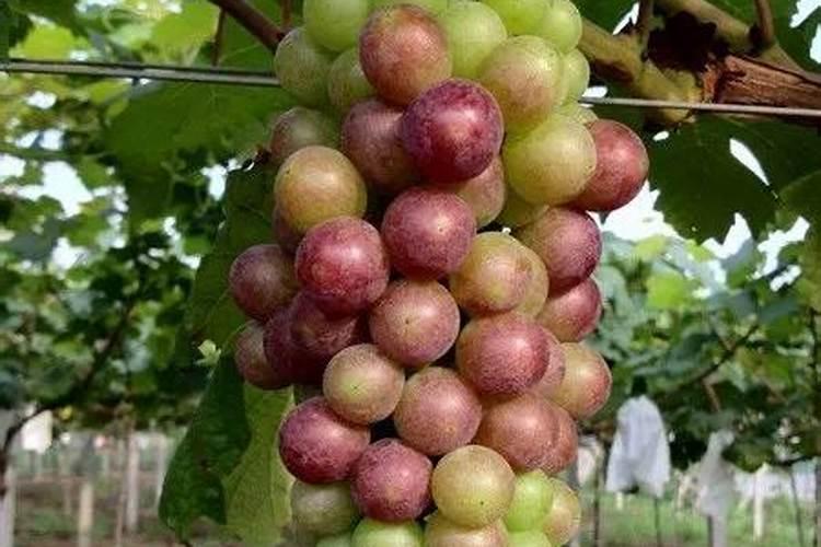 葡萄转色期施什么肥