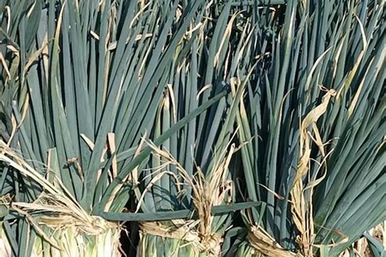 大葱专用肥哪家好？大葱追肥什么样的好？大葱叶面肥就用“根小子”百度...