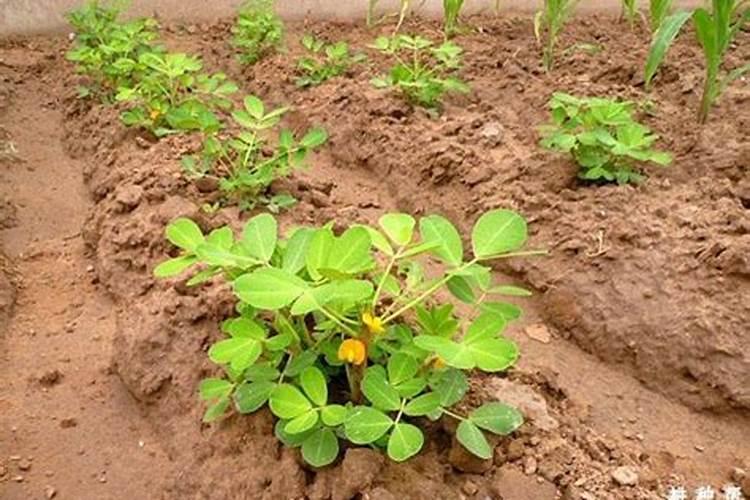 花生开花下针期。施什么肥