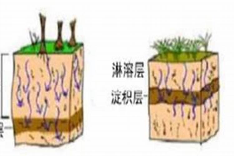 绿化种树都用什么肥料