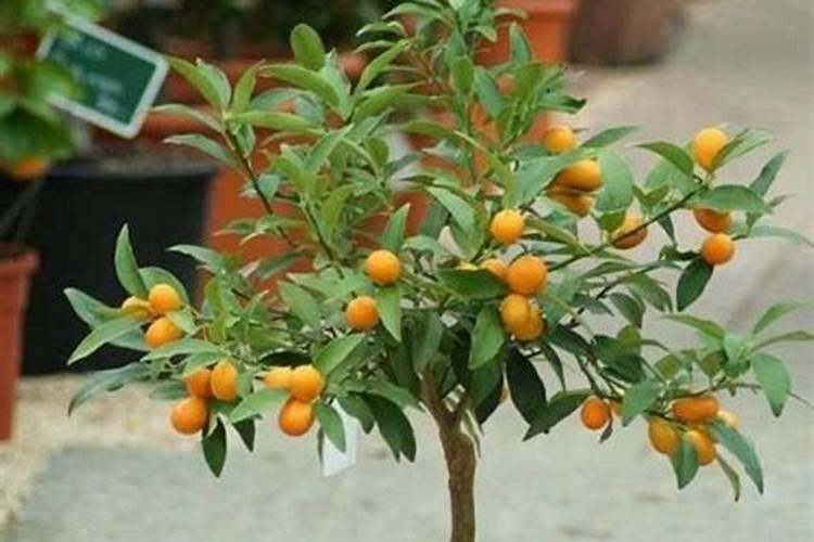 金桔树移栽注意事项
