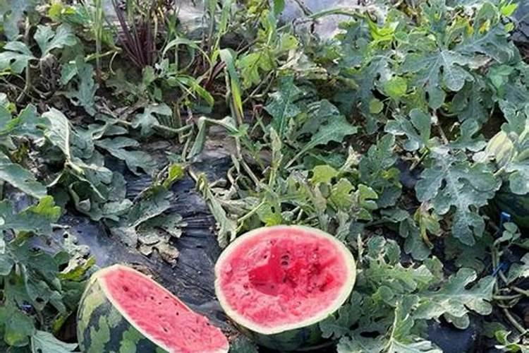 西瓜幼果因施肥过量起棱怎么办？