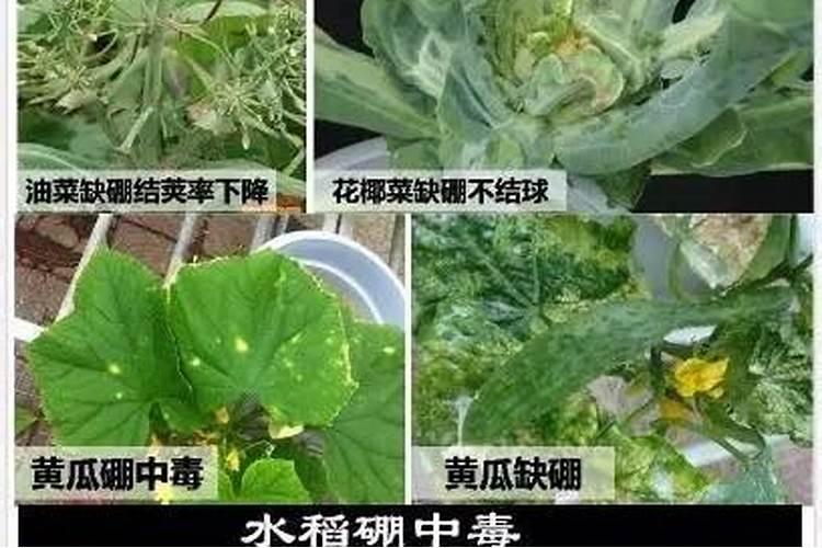 种植豆角需要用什么肥料,必须防止哪些病虫害？