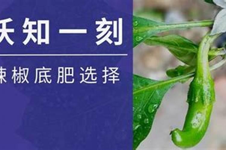 种植辣椒怎样施底肥最好