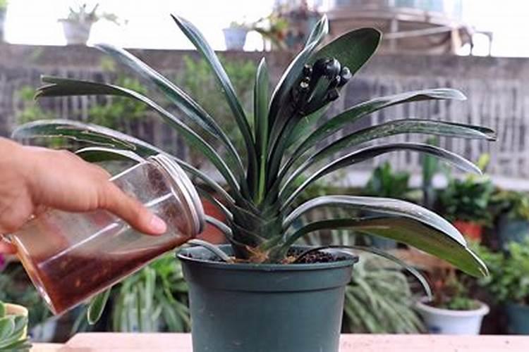 养花化肥施多了怎么办,花肥施过多怎么办