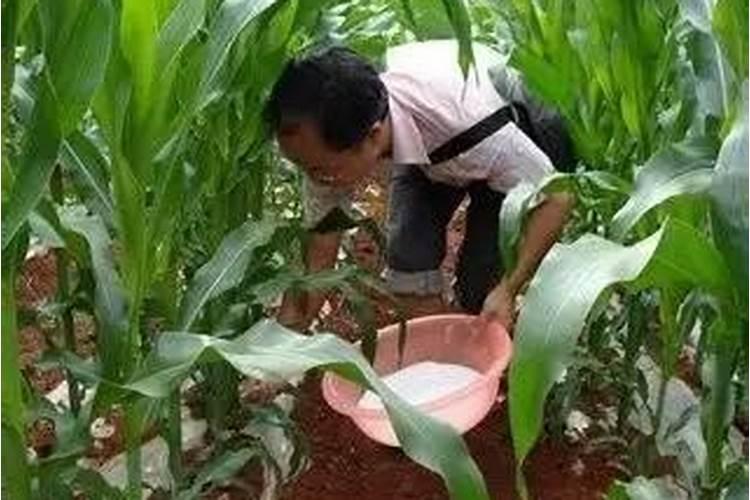 西瓜膨果用什么肥料好？