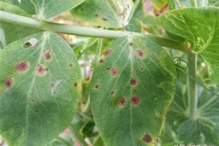 秋葵的种植方法