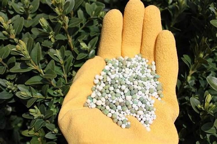 中药材根茎块膨大素哪种好？当归专用根茎块膨大剂哪个好？