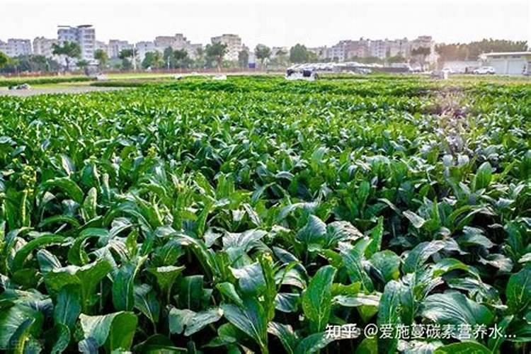 猕猴桃壮果肥什么时候施 最佳使用时间是几月份