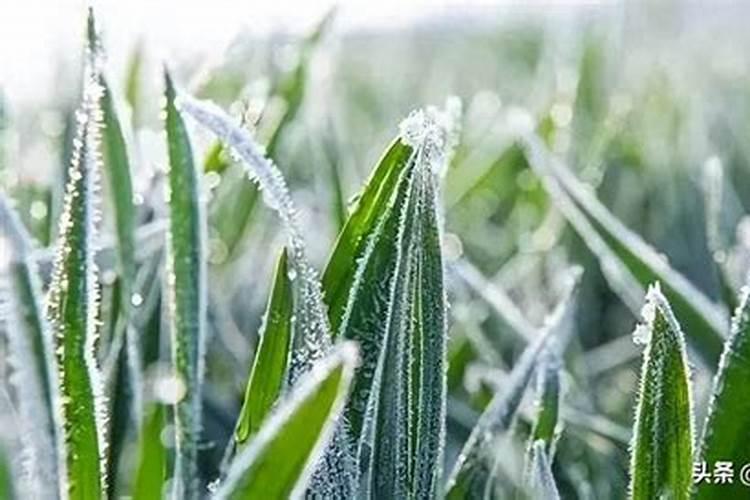 青枣叶片油亮、挂果量多的秘诀原来是它