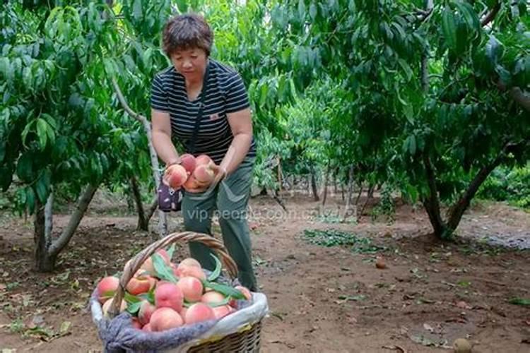 液体肥浇地前施肥好还是浇后施肥好