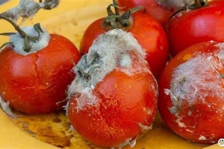 喷啥叶面肥西红柿壮苗促生长