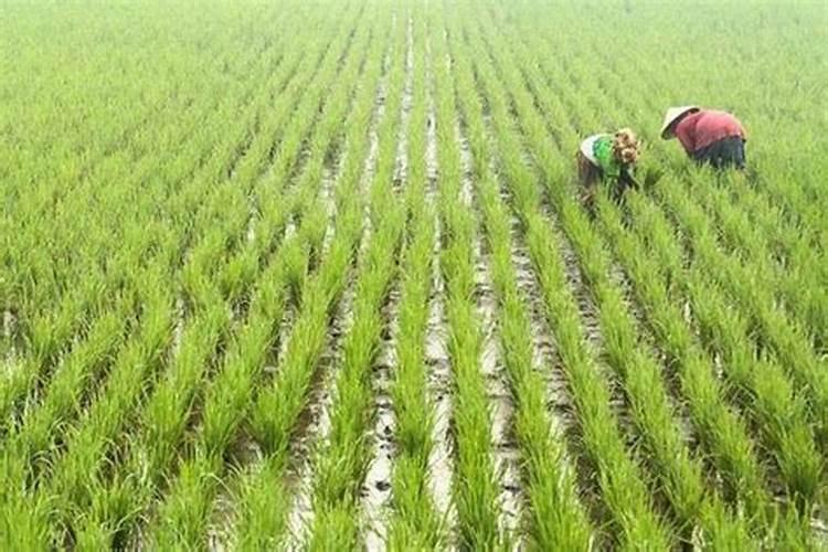 水稻打完除草隔多久追肥 可以立刻施肥吗