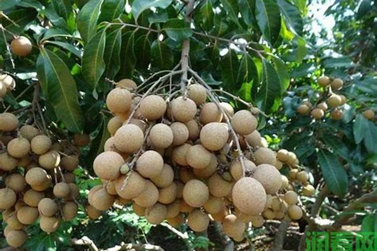 莆田市龙眼树怎么施肥