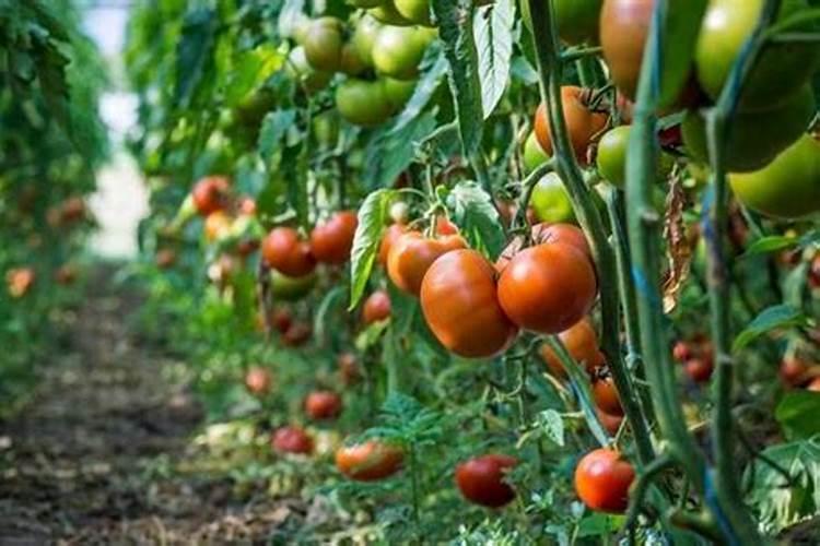 小西柿定植后什么时候控旺？