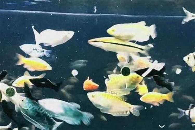 氨基酸水溶肥价格表2025