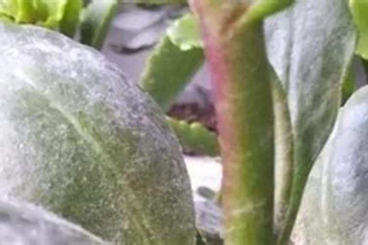 茄子栽培过程中小苏打的使用方法是怎样的