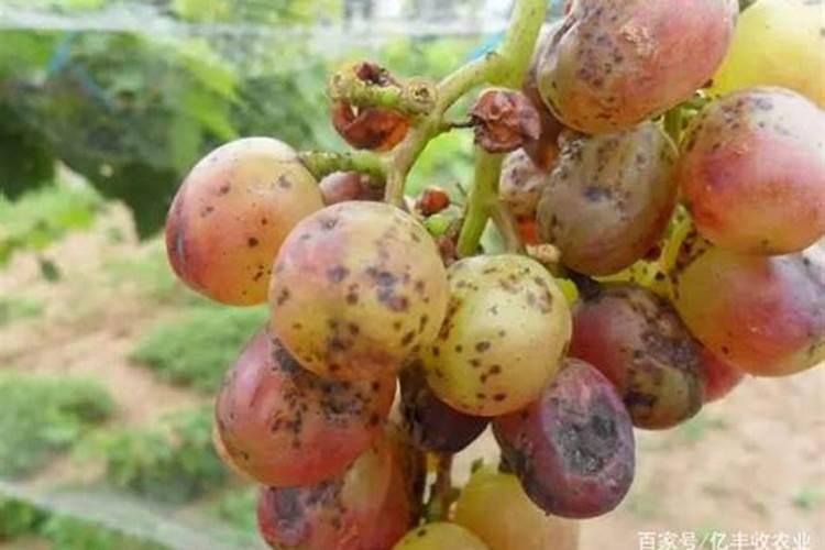 硫酸钾肥适合种植什么 硫酸钾肥适合种植哪种作物