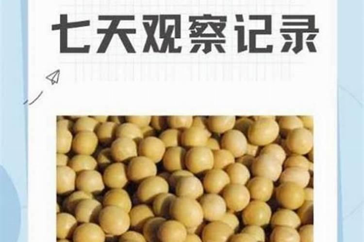黄豆发酵后是磷钾肥吗,黄豆发酵做肥料的步骤