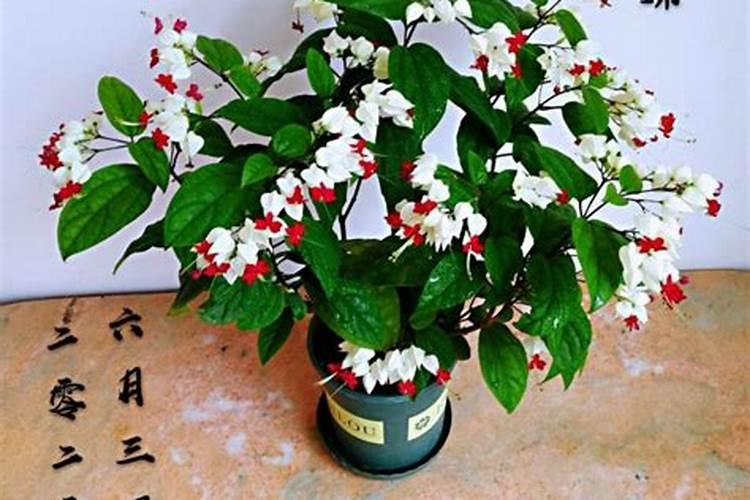 火龙珠的种植技术与管理