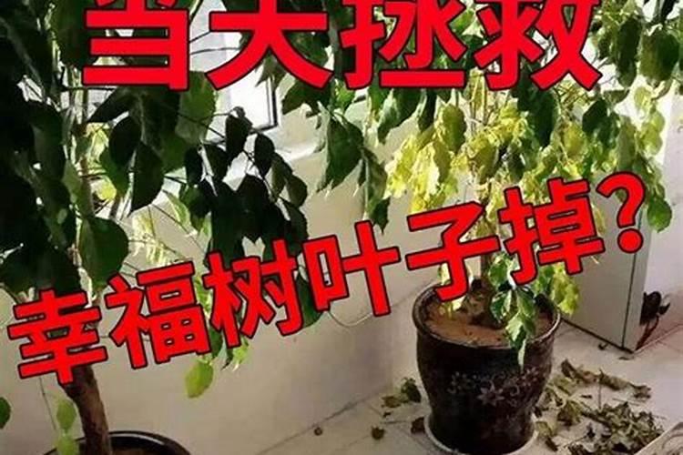 生根肥的配方比例