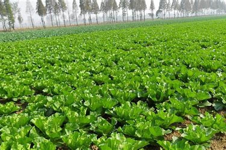 天脊硝酸磷肥可以撒吗