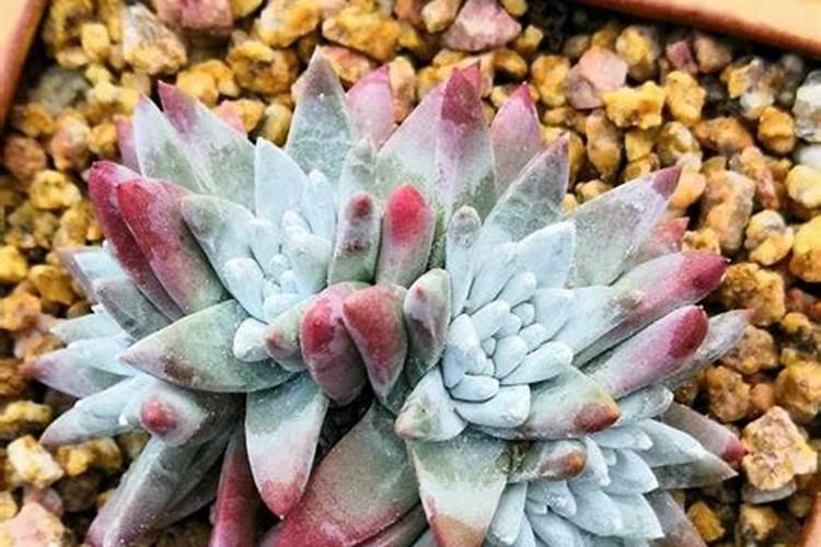 网购多肉这样处理,大大提高成活率!