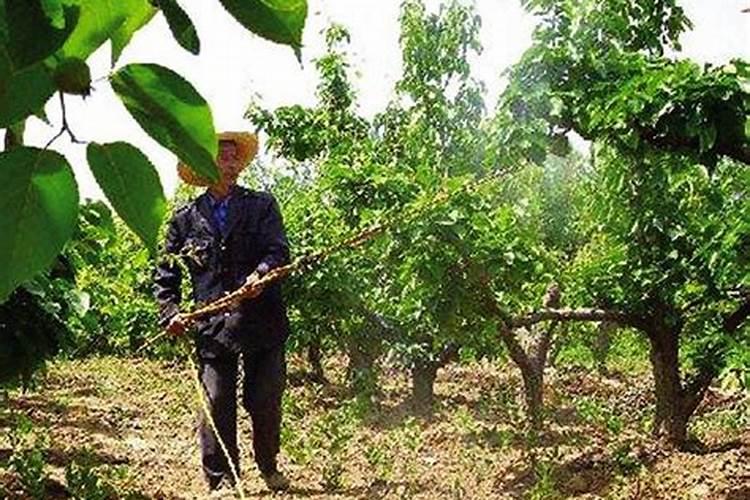 马铃薯矿源黄腐酸钾的用法用量