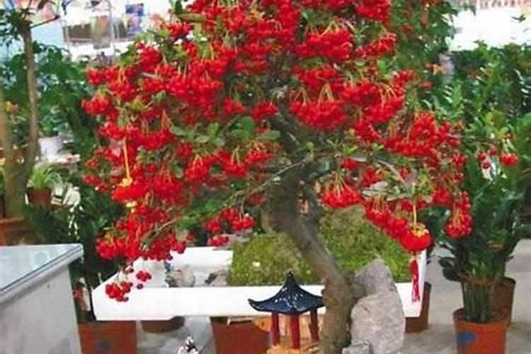 火鹤怎么换土换盆