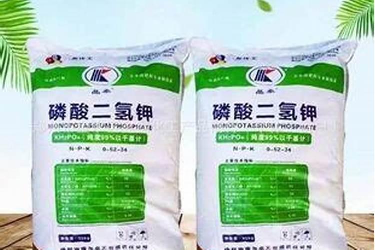 植樱花九月份喷什么叶面肥？