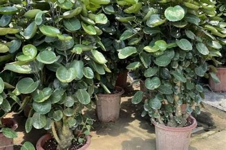 钱兜的养殖方法(植物钱兜的养殖方法)