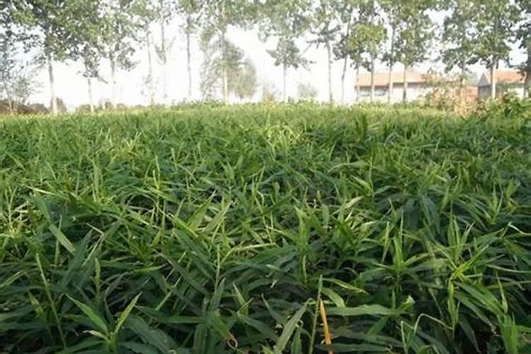 什么时候使用果树叶面肥效果最好 需要注意问题有