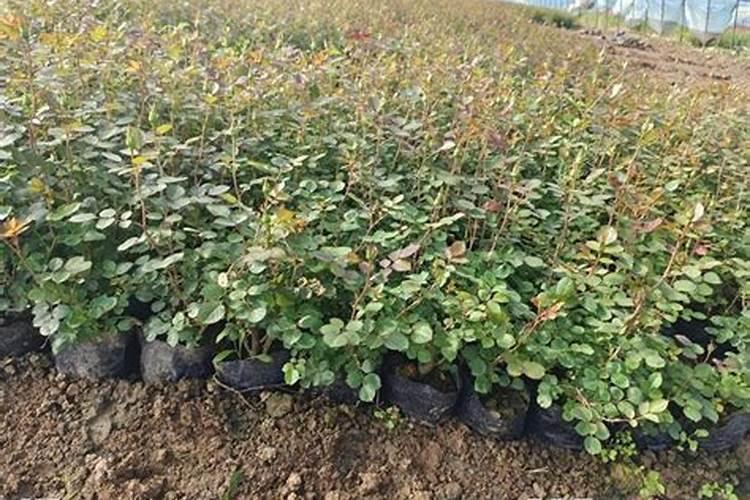 月季施肥过多的表现