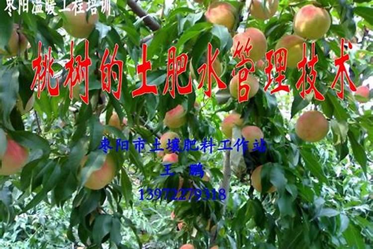 温室桃树升温后到果实采收前怎样进行土肥水管理？