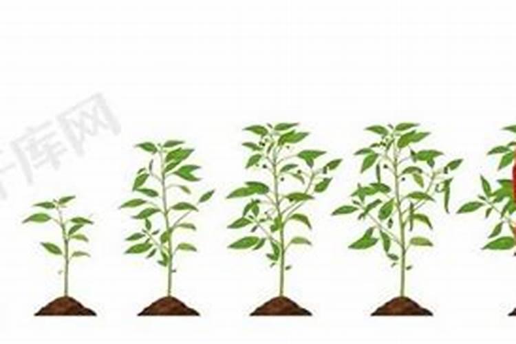 舟山农业种植作物有哪些