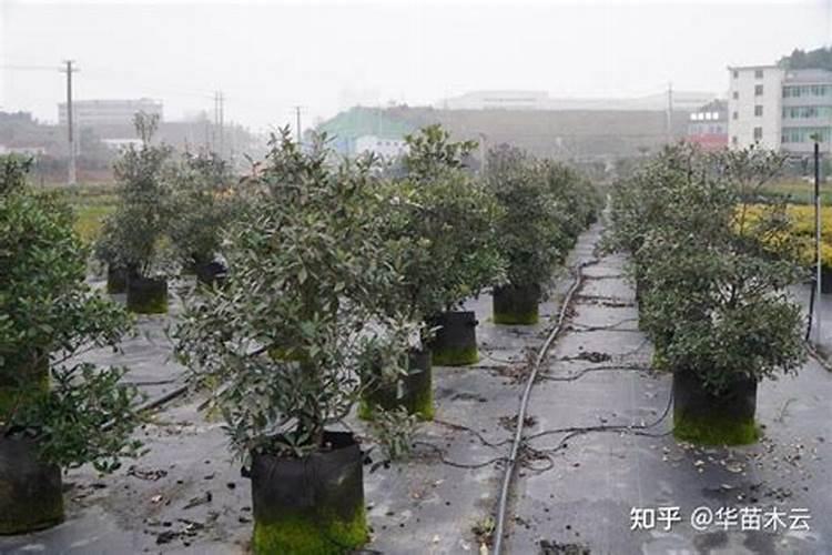 绿化苗木施什么肥料