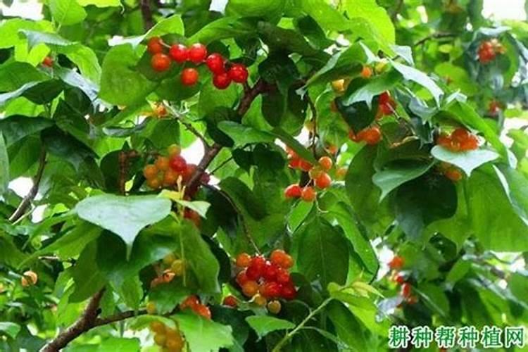 大樱桃树施什么肥？