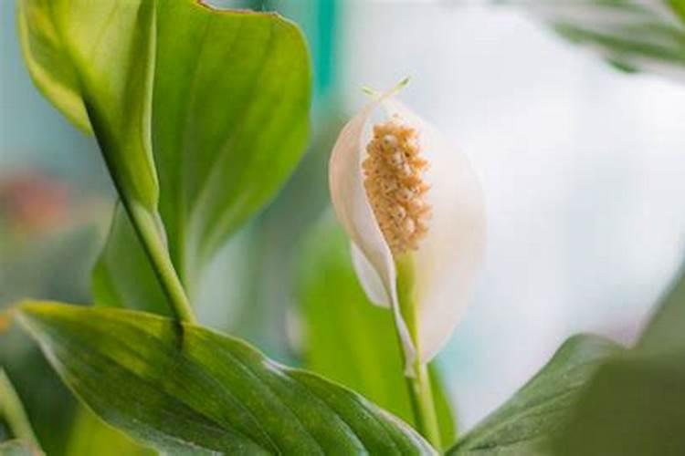 白掌施什么肥开花