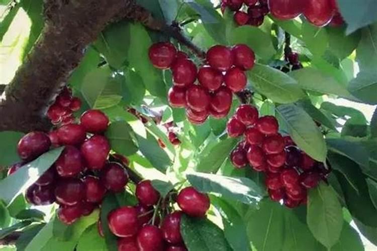 樱桃树种植施肥浇水有技巧 栽樱桃树时施什么肥好