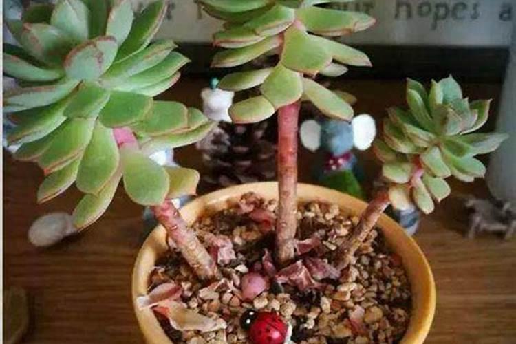 多肉植物可以施氮肥吗多肉植物能施氮肥吗