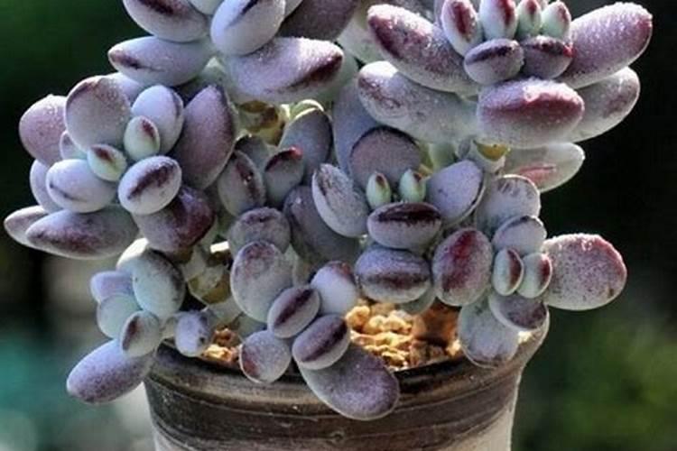 小麦什么时候用磷酸二氢钾和芸苔素最合适？
