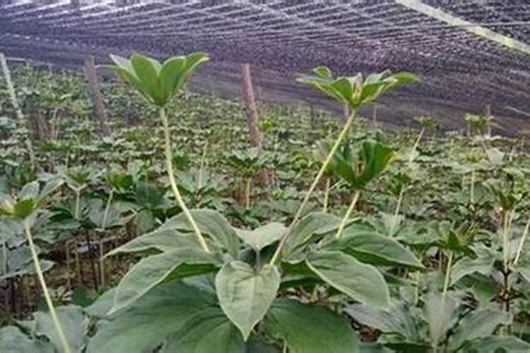 重楼适合种植在哪里？重楼栽培管理需要注意什么？怎么施肥产量高百度知 ...