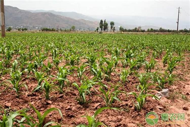 下雨天玉米是盖好还是不盖好