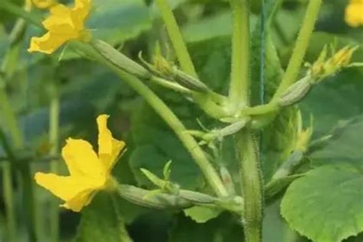 豌豆什么时候掐尖最佳 掐豌豆尖什么时候合适